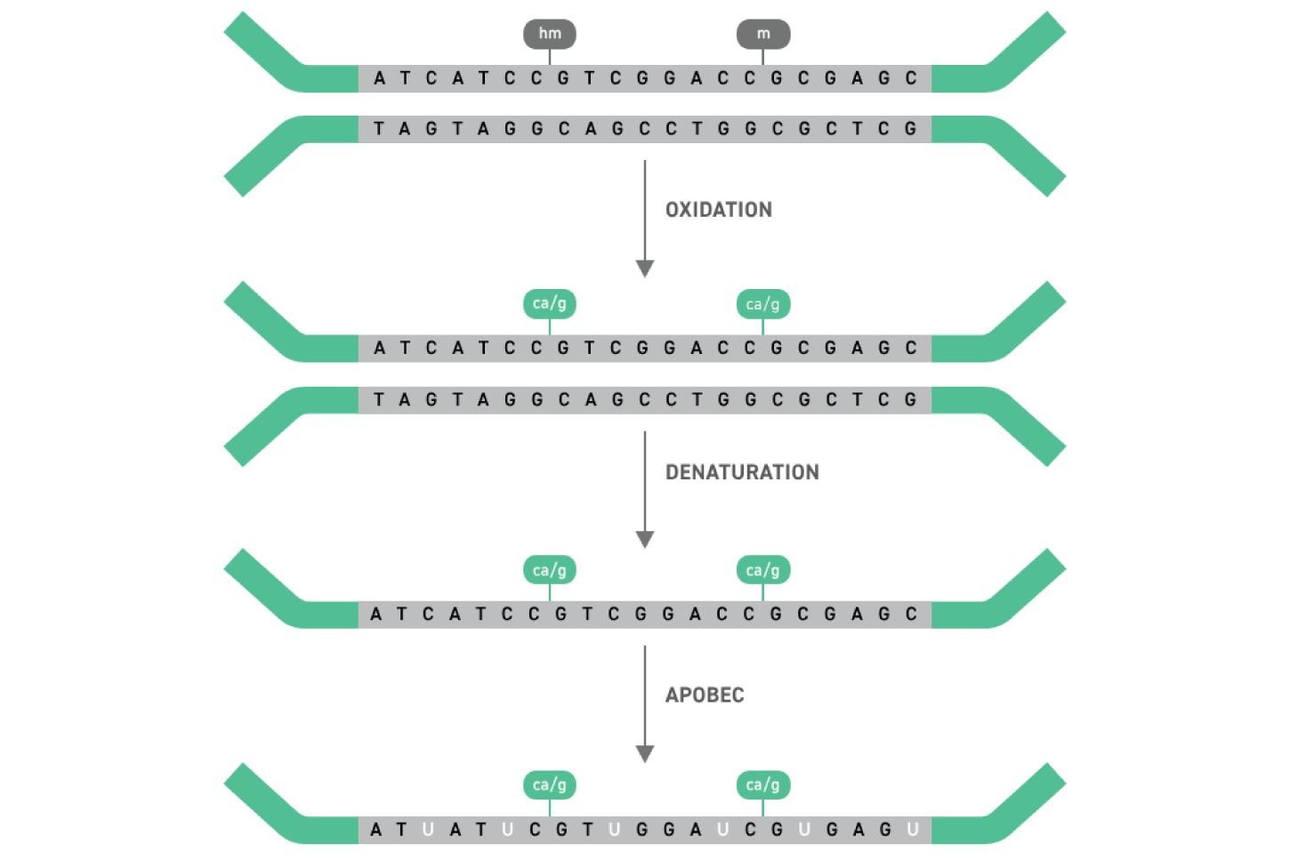 Enzymatic methylation sequencing workflow showing conversion of unmethylated cytosines to thymine while preserving methylated cytosines for accurate analysis