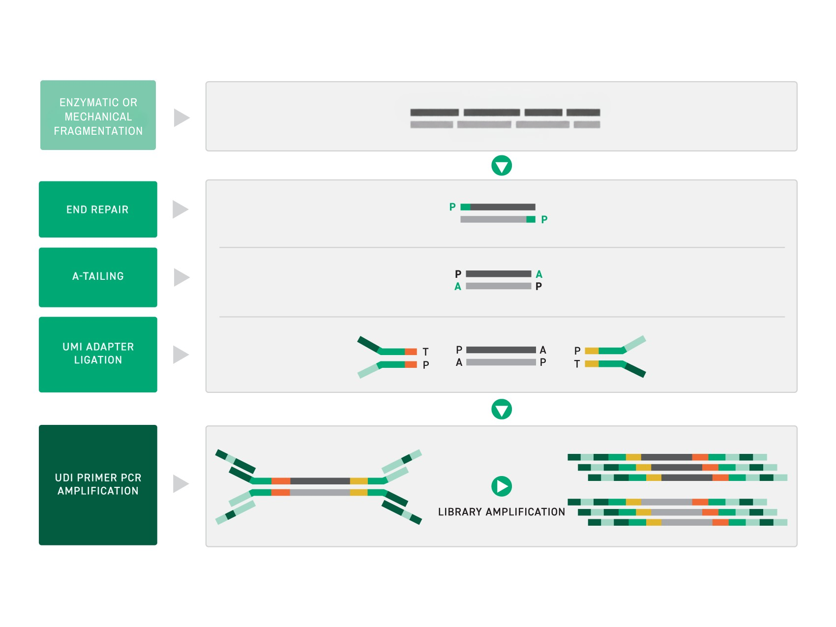 Illustration of the Twist UMI Adapter System workflow showing mechanical DNA fragmentation, end repair, A-tailing, UMI adapter ligation, and UDI primer PCR amplification to generate indexed sequencing libraries.