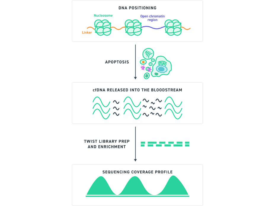 Illustration showing how cfDNA fragmentation during apoptosis creates sequencing duplicates due to nucleosome positioning, and how unique molecular identifiers (UMIs) label individual DNA molecules to distinguish true duplicates from unique fragments during sequencing analysis.