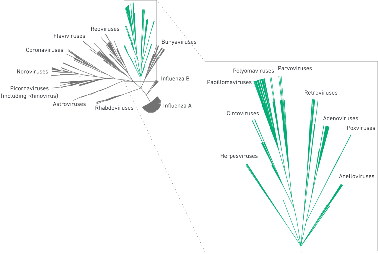 Graphic showing the viral families covered by Twist's comprehensive viral panel
